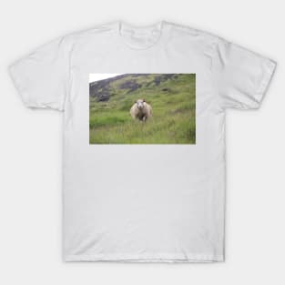 Icelandic sheep on an open pasture T-Shirt